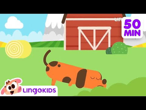 BINGO THE DOG 🐶 More Popular Songs for Kids | Lingokids