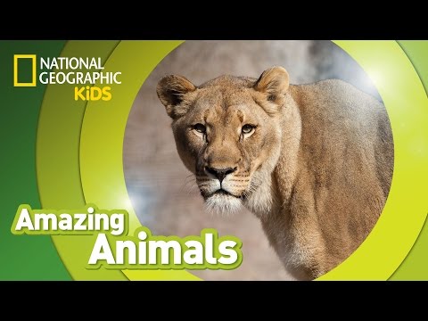 African Lion ? | Amazing Animals