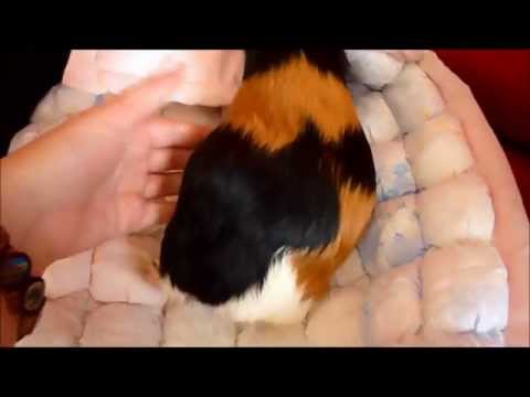 My Guinea Pigs had lots of babies! HD