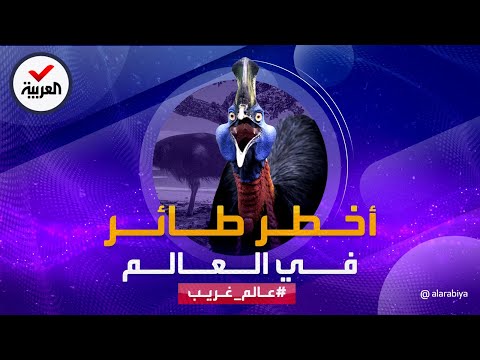 عالم غريب | طائر الشبنم.. أخطر طائر في العالم