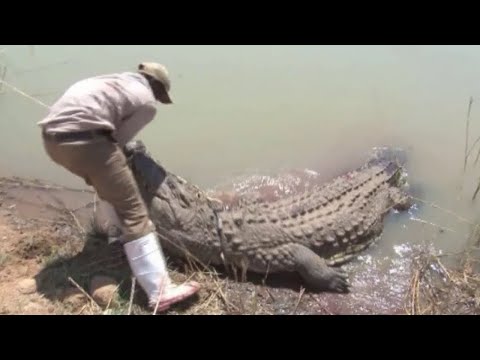 UNBELIEVABLE Animal Encounters Caught on Camera for THREE Hours #6