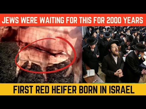 First Red Heifer Born In Israel After 2000 years | Jews were waiting for this | Islamic Lectures