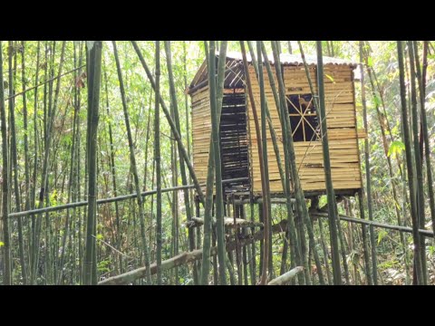 FULL VIDEO: 35 Days Build 4 houses with bamboo and stone and survive in the forest.