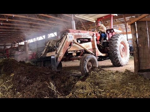 Pig Bellies and Heifer Pens