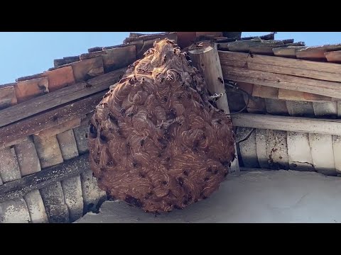 GIANT MURDER HORNET HUGE NEST REMOVAL INSIDE HOUSE,VESPA MANDARINIA,WASP MASSIVE,YELLOW JACKETS