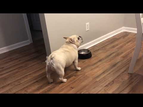 Angry French Bulldog on Diet Throws Tantrums for Not Getting Food - 1065754