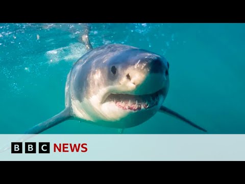 South Africa's shark spotters back in action as great whites return | BBC News