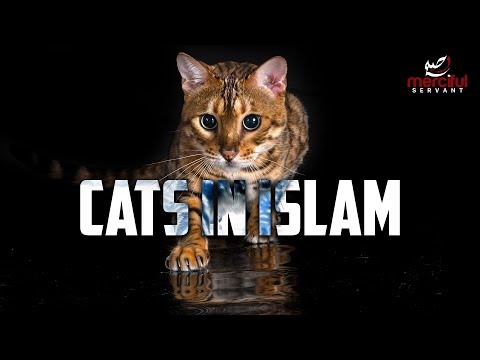 CATS IN ISLAM