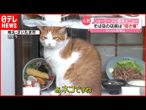 【リアル招き猫？】そば屋のショーケース「看板メニュー」は親子のネコ