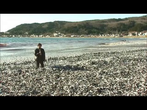 イワシに埋め尽くされた海岸 歩くと膝までズッポリ埋まってしまうほど&hellip;漁師らが手作業で撤去するも量が多すぎて焼け石に水&rdquo;状態&hellip;腐敗臭も大変 北海道函館市