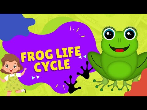 Life cycle of frog, 