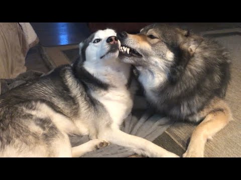 Wolf Dog Growl Machine