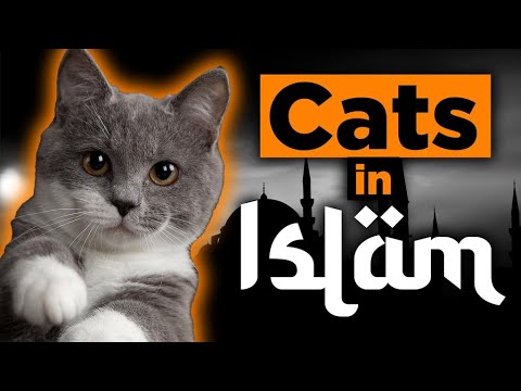 Cats in Islam