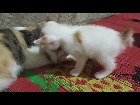 cute action of kitten - he bit his own hand