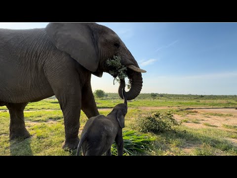 The Exciting First Introduction Trunk-to-Trunk with Elephants, Phabeni &amp; Jabulani