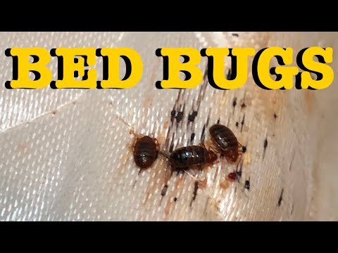 Bed Bugs, A Step By Step Guide to elimination - The Only Real Solution (TLDR it isn&rsquo;t Steam or DE)