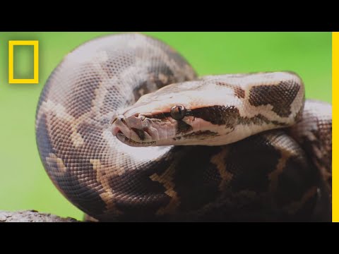 Pythons 101 | National Geographic