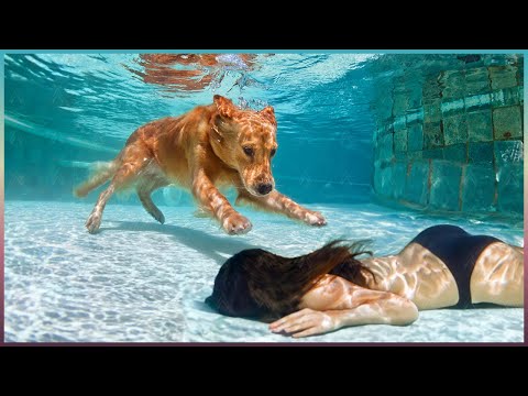 Hero Animals That Saved Human Lives !