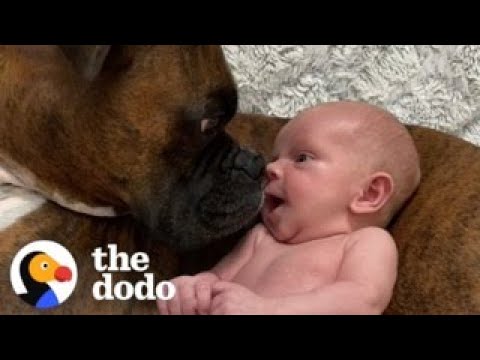 Baby Takes His First Steps Straight To His Dog | The Dodo