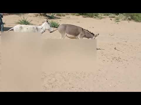 donkey very excited 😊 for female donkey enjoy