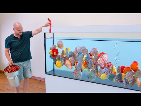 AMAZING DISCUS FISH BREEDER!! [Tour]