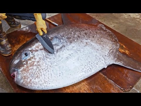 Amazing！Giant Sunfish Cutting Skills, Sunfish Catching, Sunfish Jelly/驚奇的漫波魚切割技巧,翻車魚捕捉,燙漫波魚腸-佳濱成功旗魚