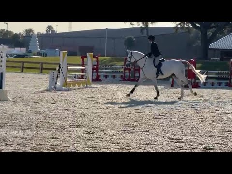 GRAY SINN - For Sale - WIHS Jumper Phase