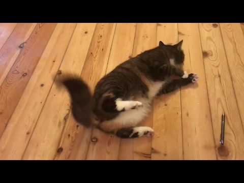 Katze krampft epileptischen Anfall - Cat cramps epileptic seizur