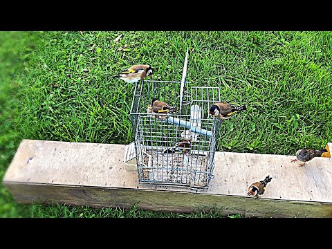 Beautiful goldfinch Got Caught with Strong Metal Cage Trap!Watch How That Happened 