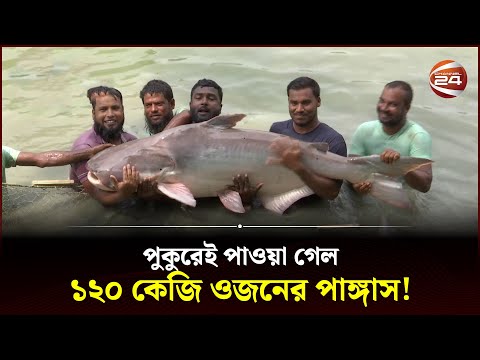 একটি পাঙ্গাসের ওজন ১২০ কেজি! | Pangas Mach | Bangladesh | Channel 24