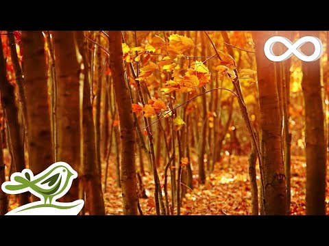 Fall Asleep Fast: Deep Relaxing Music, Sleep Music, Meditation Music, Sleeping Music ★135