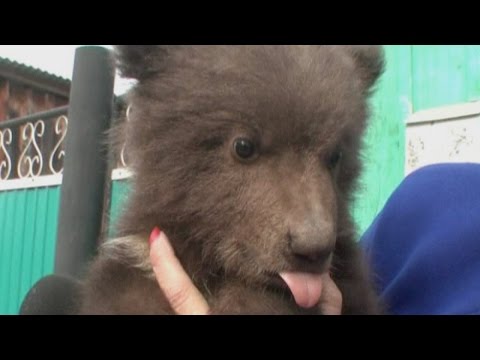 CUTE: Orphaned bear cub adopted by Russian family