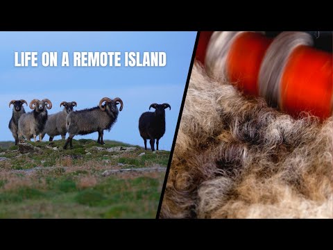 Wool, rugs and hard work: Making a living from seaweed-eating sheep on a remote Orkney island