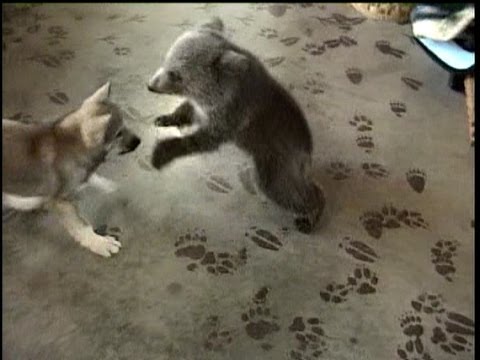 Grizly Bear Cub &amp; Wolf Cub Playing - (c) Denmortube