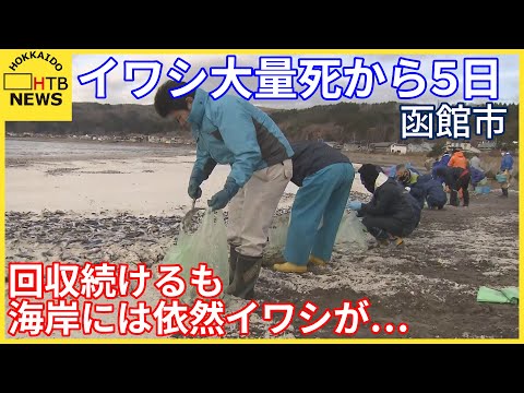 打ちあげられて5日目　依然死んだイワシ埋めつくす函館の海岸　40人手作業での回収続くも完了めどたたず