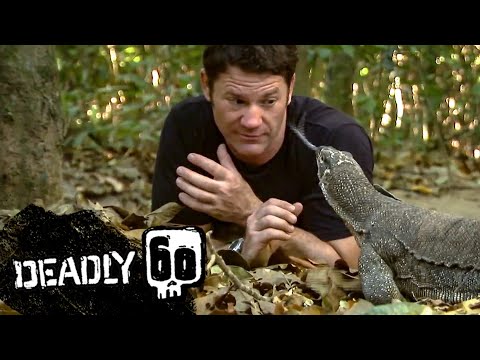 Monitor Lizard LICKS Steve's Eye! | Deadly 60 | BBC Earth Kids