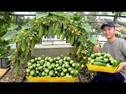 Secrets of Growing Cucumbers With Many Fruits, From A To Z, Harvest After Only 1 Month