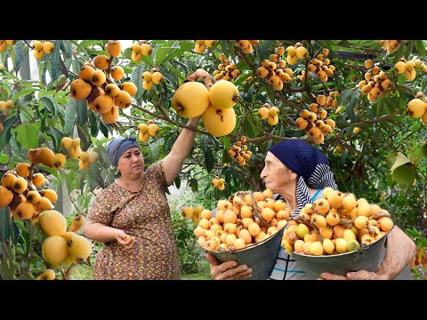 Making Natural Fruit Juice Suitable for Winter | Golden Loquat Harvest!