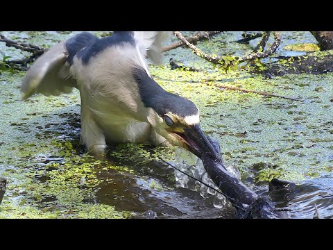 BLACK-CROWNED NIGHT HERON EATS EEL-LIKE SALAMANDER