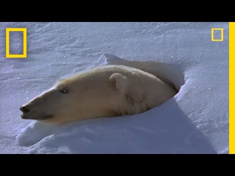 Polar Bear Mom and Cubs | National Geographic