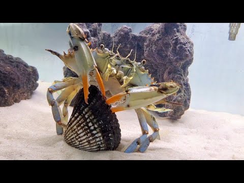 this is how CRABS eat BLOODY clams.