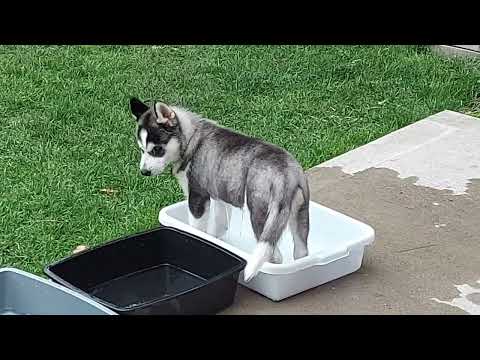 CUTE HUSKY WHEN HE WAS 2 MONTHS