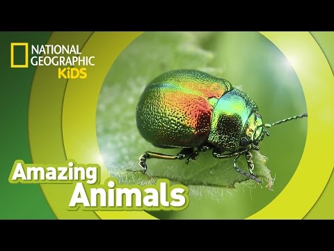 Beetle ? | Amazing Animals