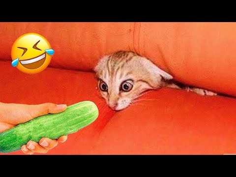 Try Not To Laugh 😆 Funniest Cats and Dogs 2023 😹🐶 Part 6