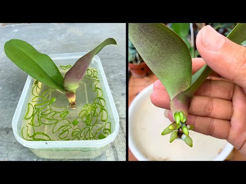 The magic secret for the orchid to take root quickly no one has shared