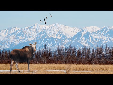 WILDLIFE OF SIBERIA. KOLYMA