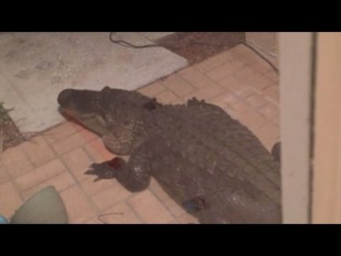 Dad Wakes Up to Find 10-Foot Alligator Knocking at Front Door