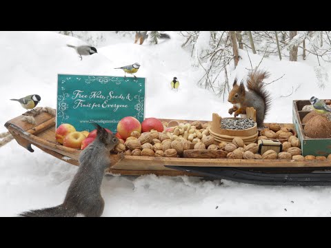 The Traveling Bird Feeder - Relax With Squirrels &amp; Birds ( 1 Hour )