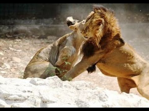 When Tigers And Lions Face Each Other PART 03- Top 10 Facts