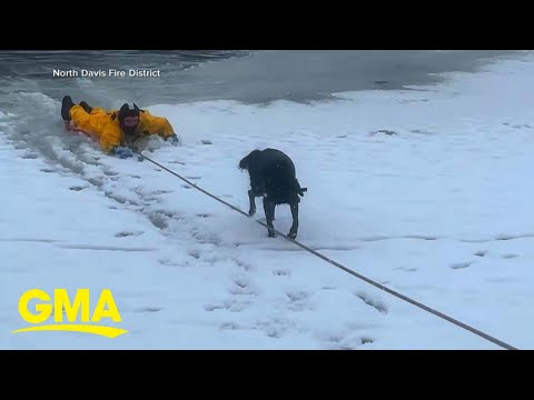 Dog rescued from frozen pond